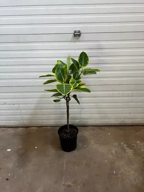 Little Gem Fiddle Leaf Fig Tree (3ft)