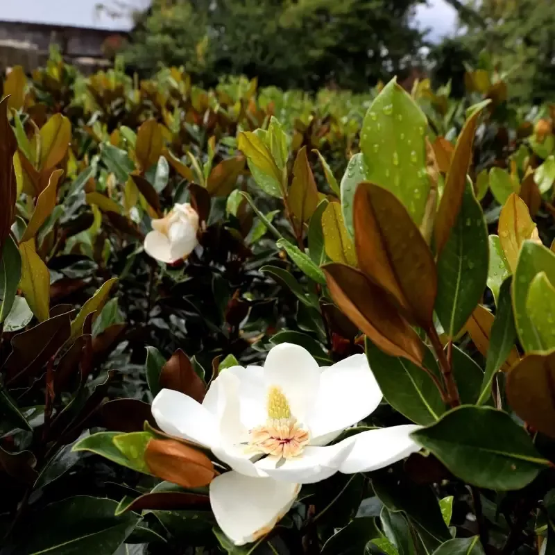 Little Gem Magnolia