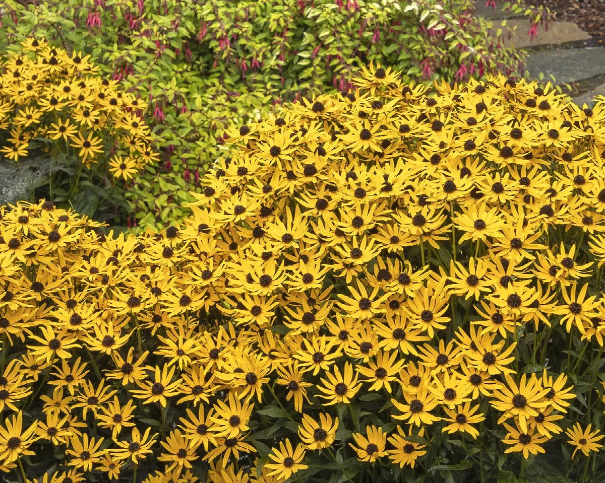 Little Goldstar Black Eyed Susan