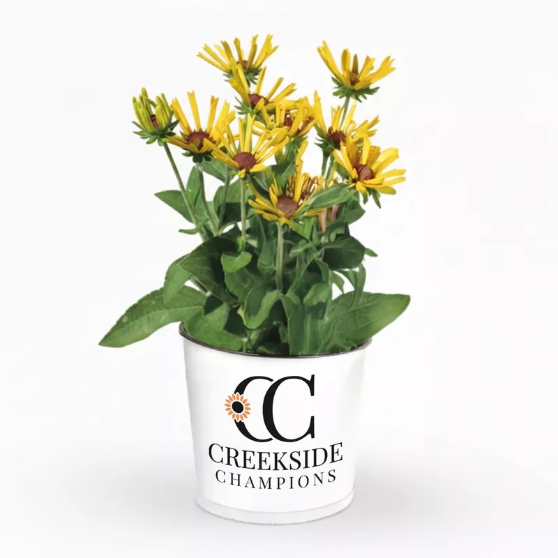 ‘Little Henry’ Rudbeckia | Creekside Champions