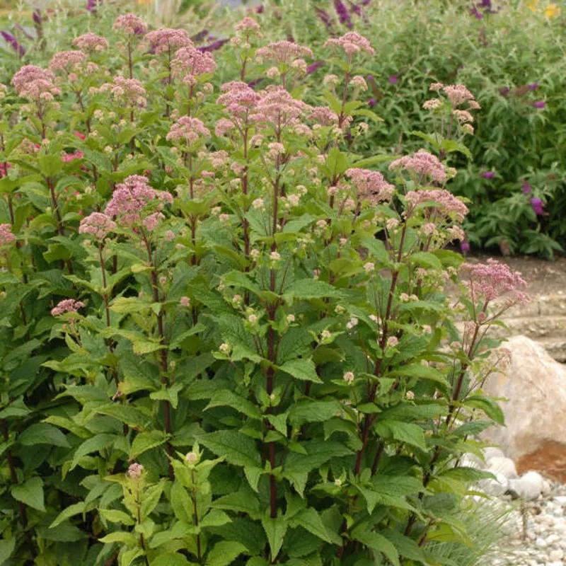 ‘Little Joe’ Joe Pye Weed – Eutrochium dubium