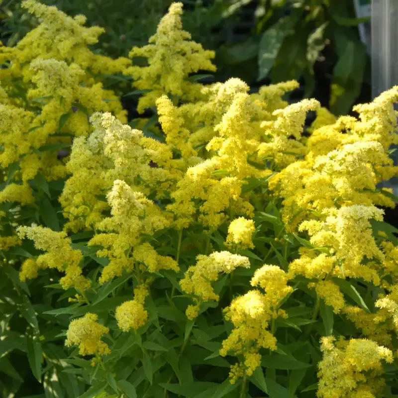 Little Lemon™ Goldenrod (Solidago)