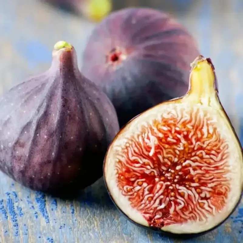 Little Miss Figgy’ Dwarf Fig