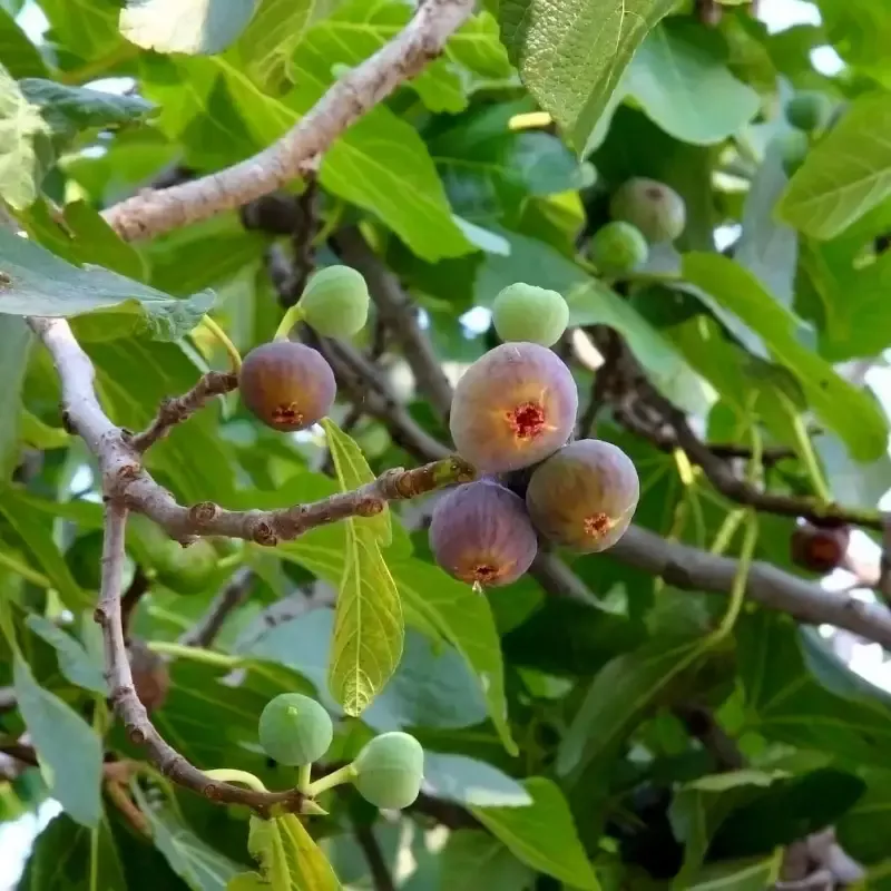 Little Miss Figgy Fig Tree