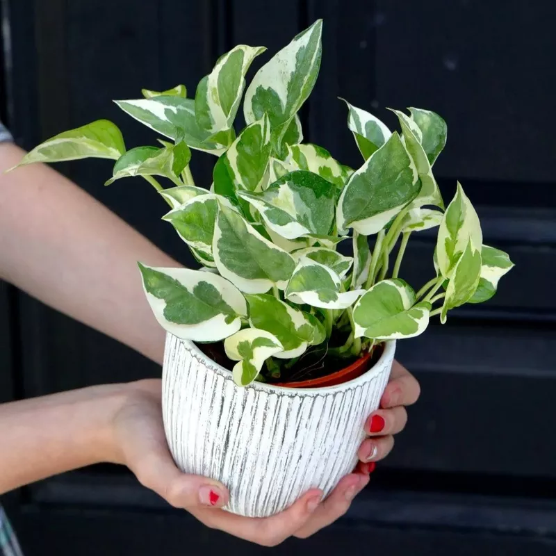 Live Pearls and Jade Pothos in a 4″ Nursery Pot | Low Light Vining Houseplants