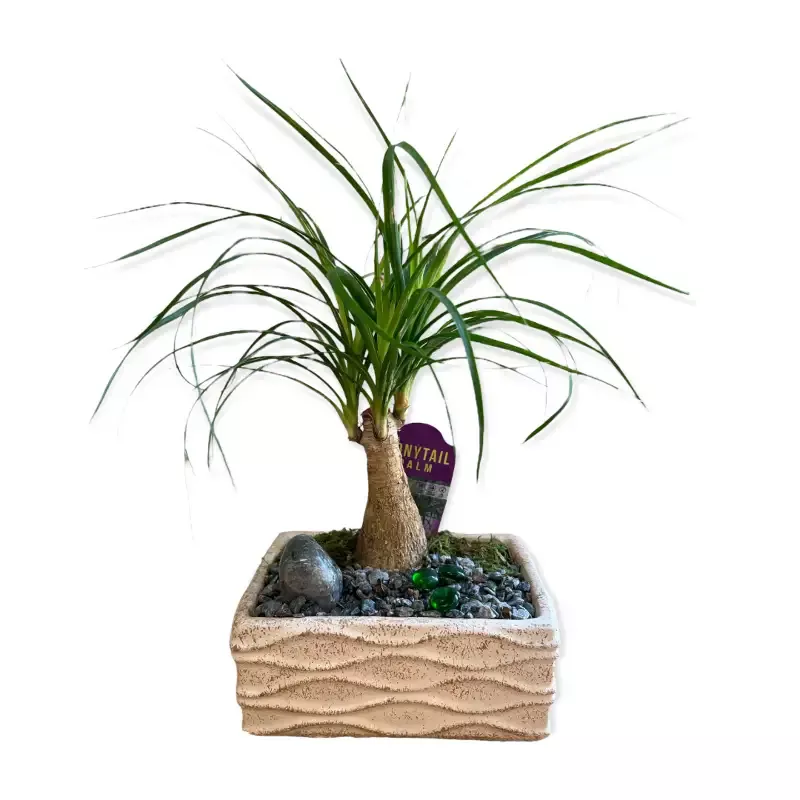 Live Plant : Pony Tail Palm Bonsai