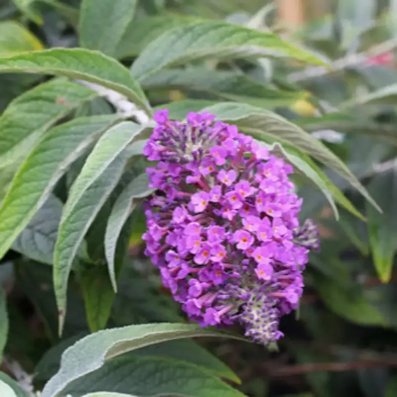 Lo & Behold™ ‘Purple Haze’ Butterfly Bush (Buddleia)