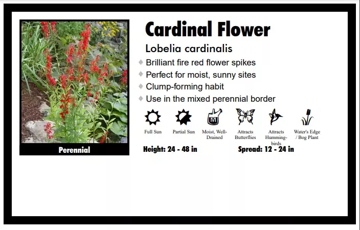 Lobelia “Cardinalis” Cardinal Flower