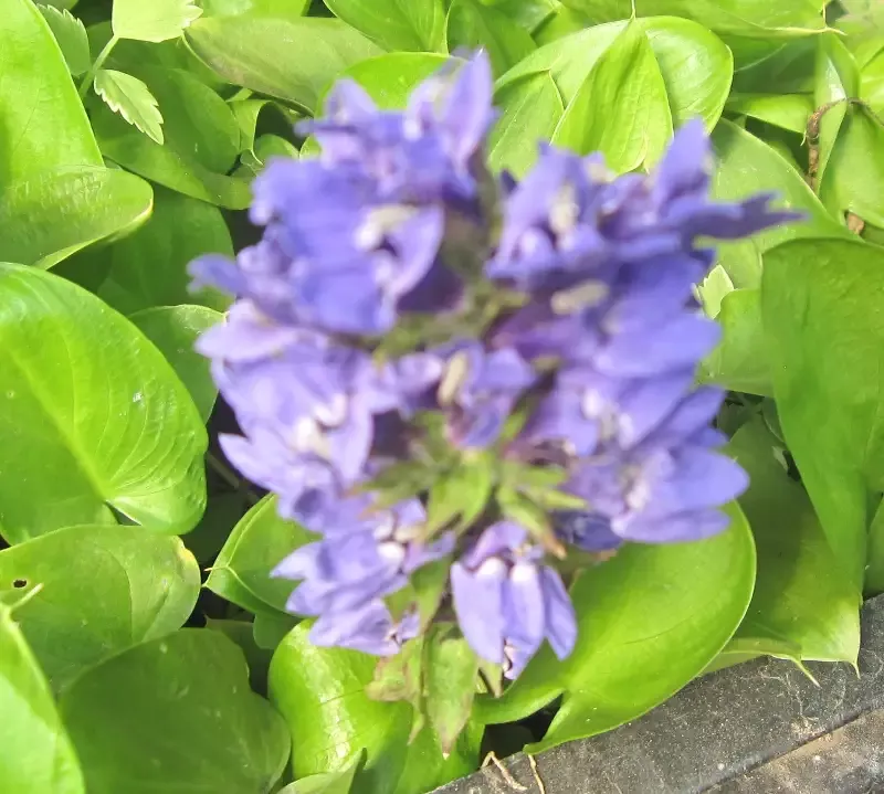 Lobelia syphilitica “Blue Lobelia”