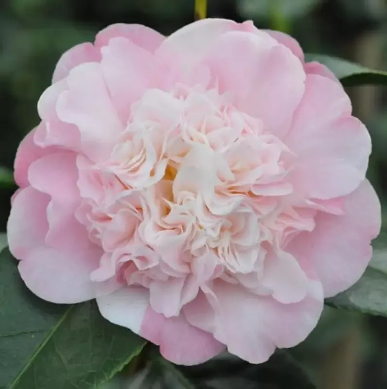 Look Again Camellia