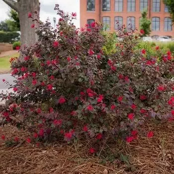 Loropetalum Ever Red