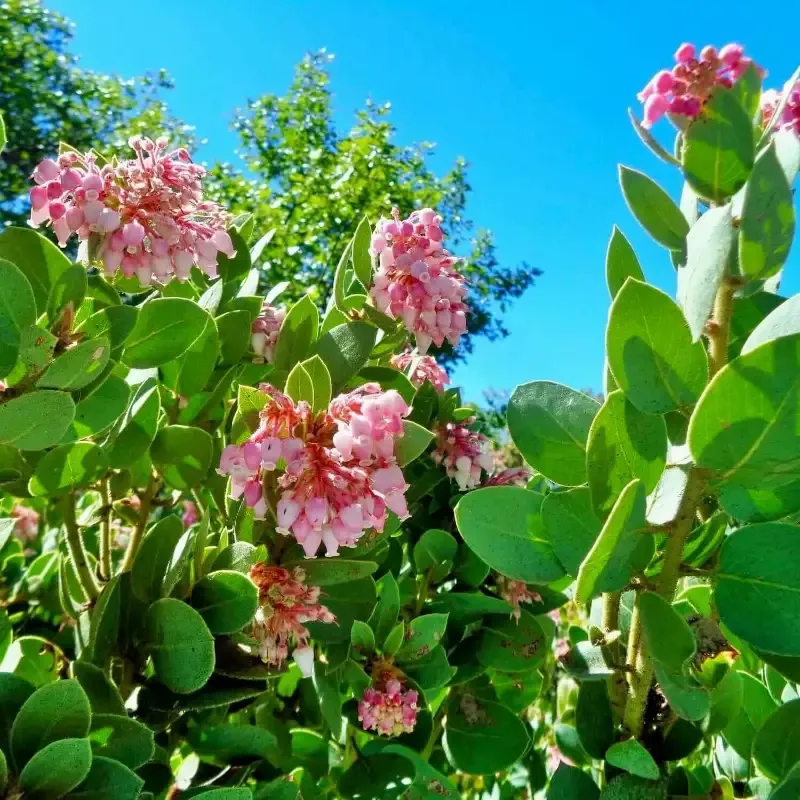Louis Edmunds Manzanita