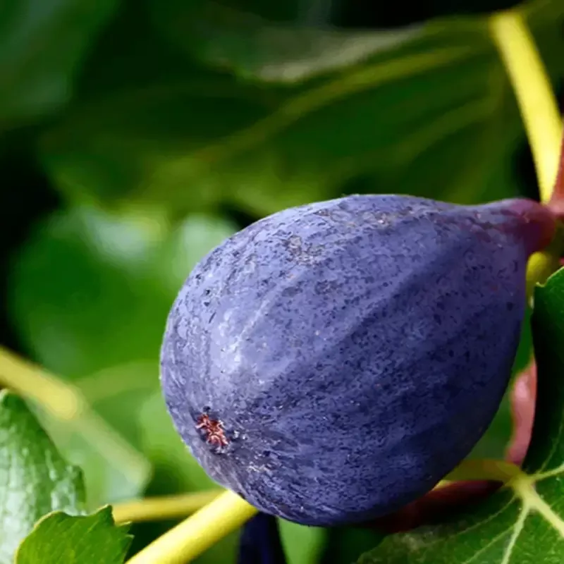 Lousiana Purple Fig
