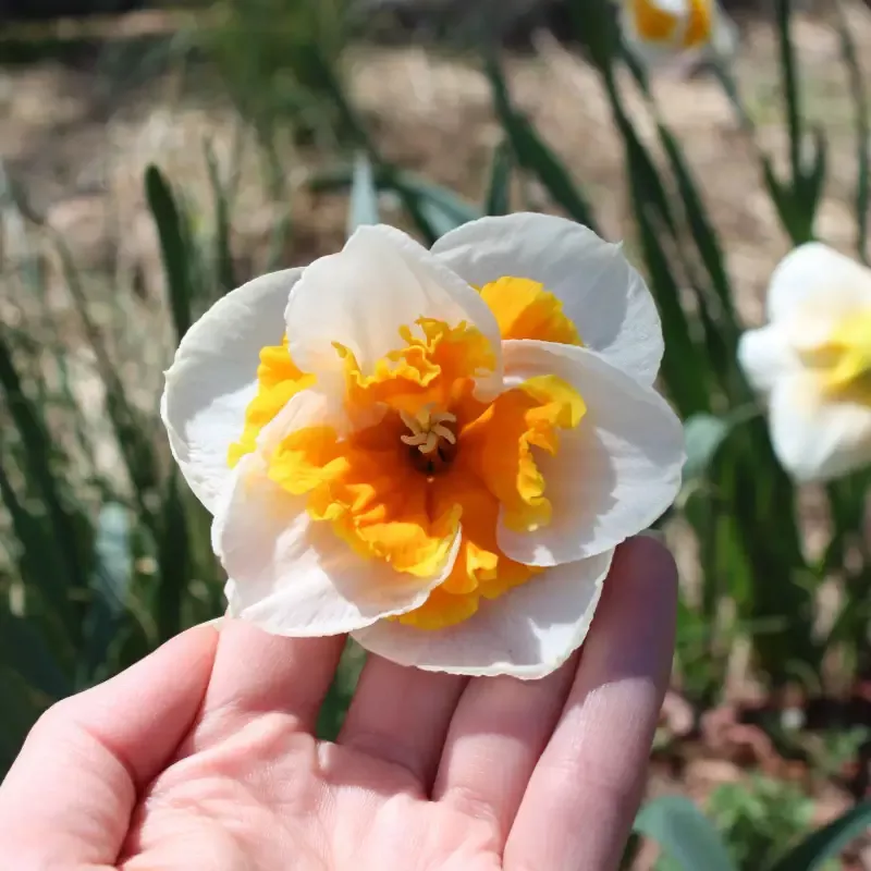 ‘Love Call’ Large Cupped Daffodil (Narcissus)