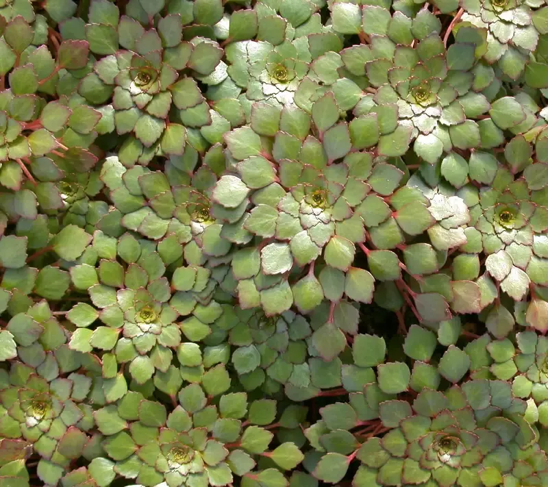 Ludwigia sedioides “Mosaic Plant”