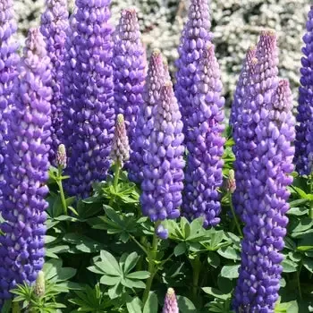 Lupines ‘Persian Slipper’