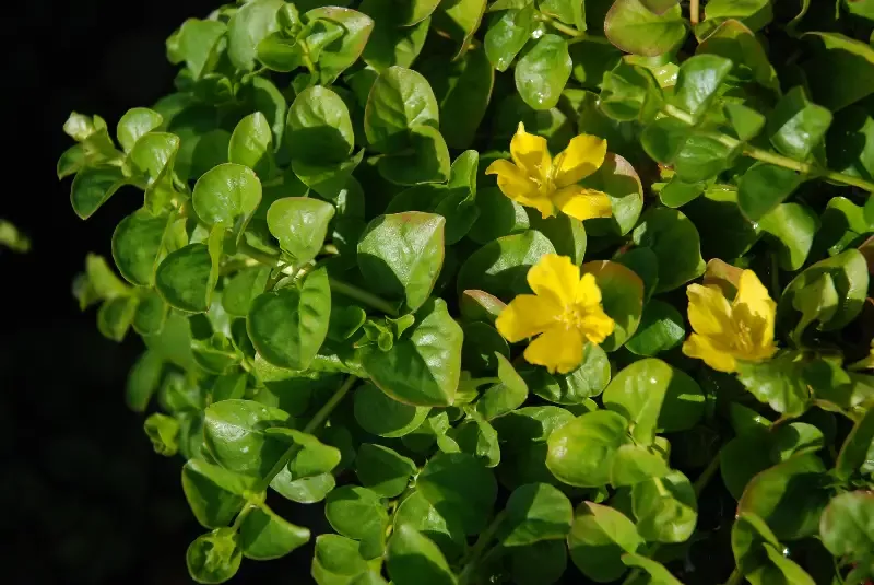 Lysimachia Nummilaria Aurea “Golden Creeping Jenny”