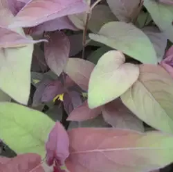 Lysmachia “Firecracker”