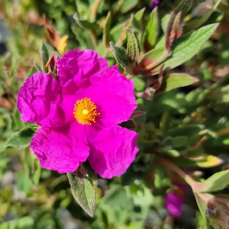 Magenta Rock Rose