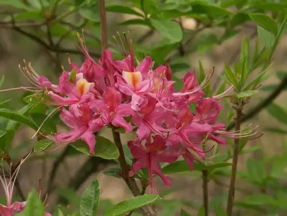 ‘Magenta Rose’ Azalea, Rhododendron Flammeum ‘Magenta Rose’