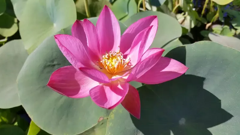 Maggie Belle Slocum – Lotus