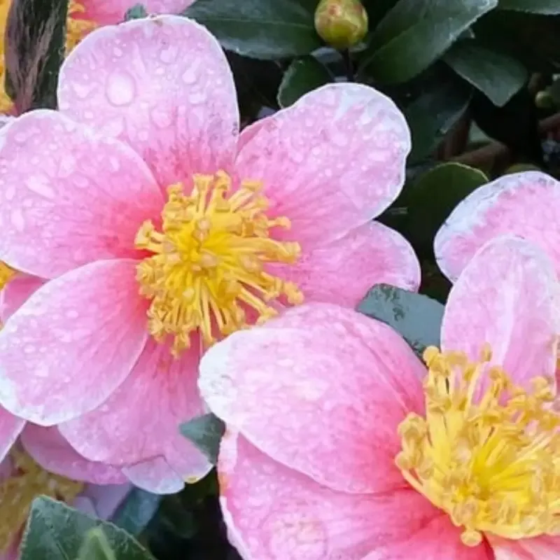 Maggie’s Pink Camellia