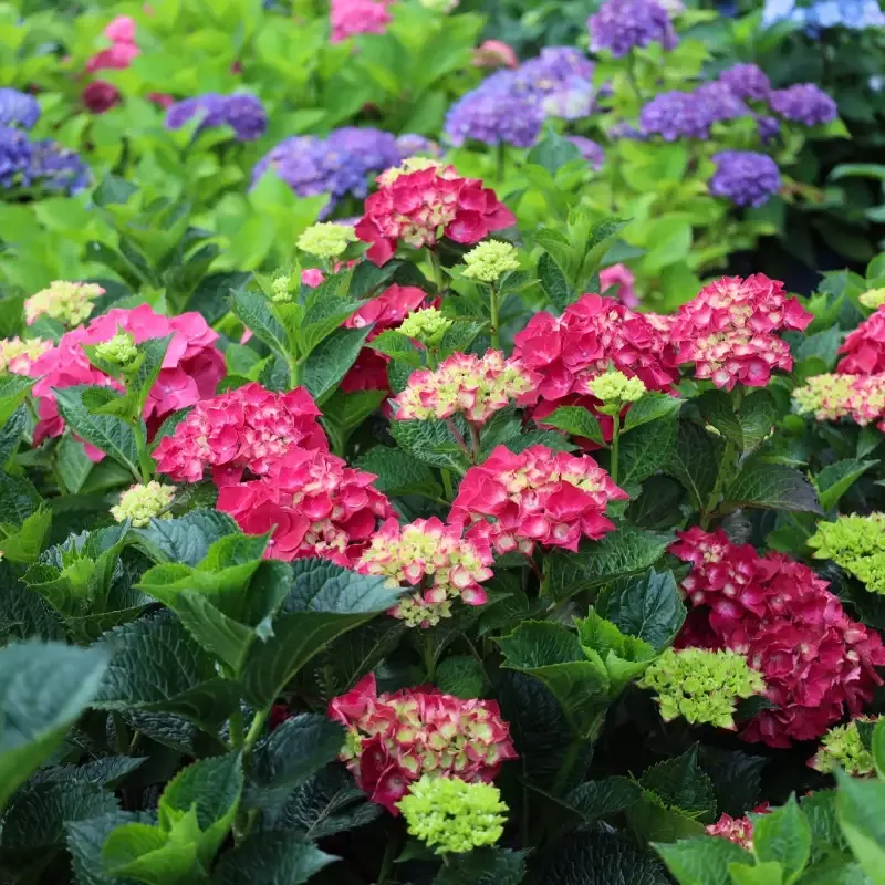 Magical™ Ruby Red Hydrangea