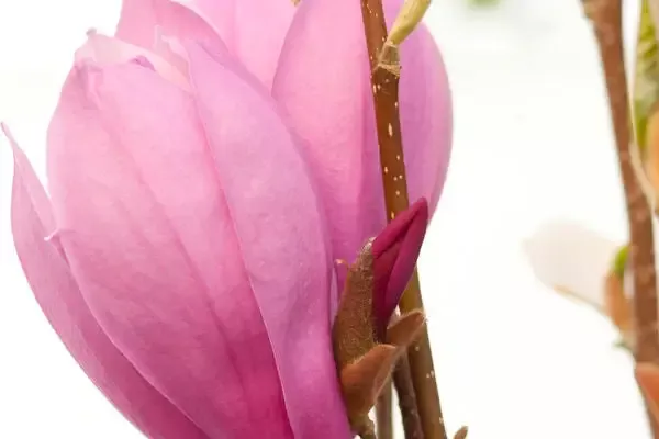 Magnolia – Ann Magnolia