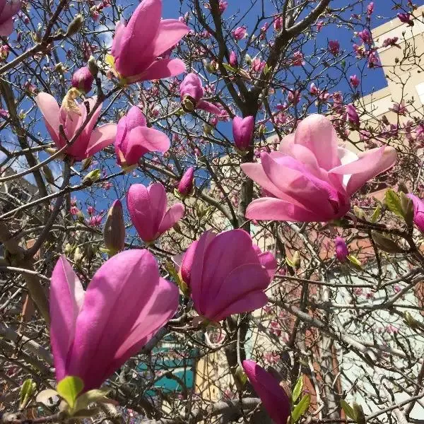 Magnolia Ann