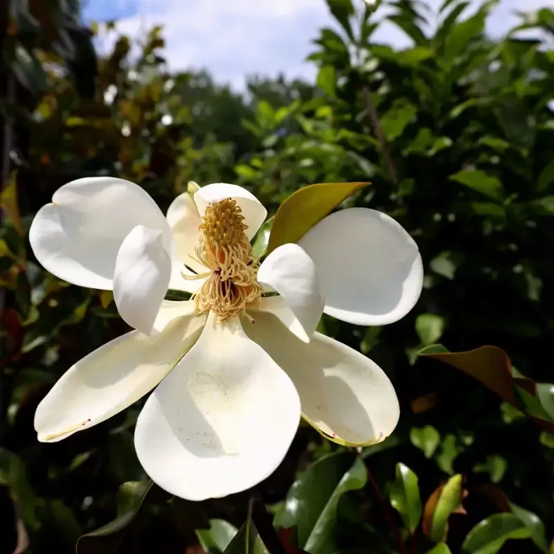 Magnolia Bracken’s Brown Beauty