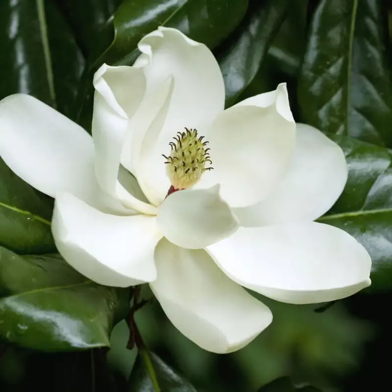 Magnolia Brittany Tree Huge White Flowers