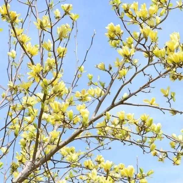 Magnolia Butterflies