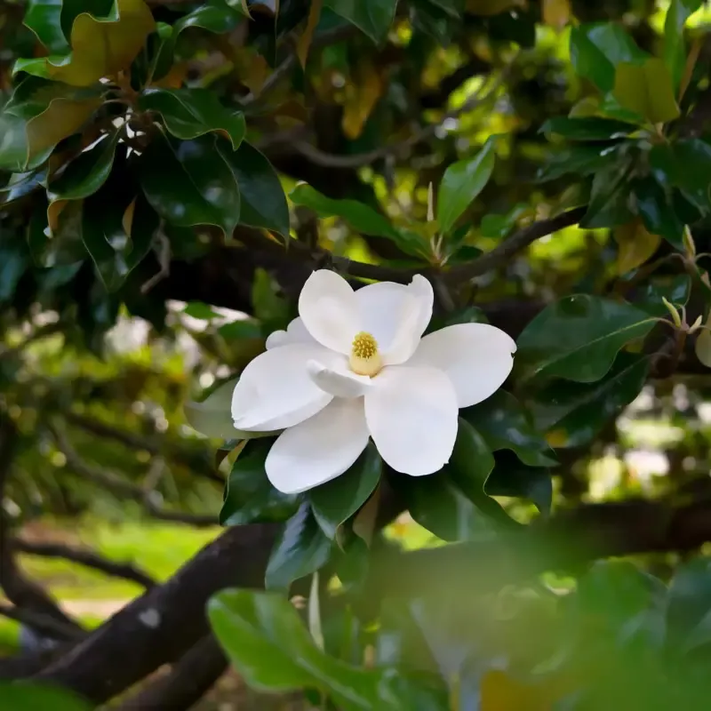 Magnolia DD Blanchard