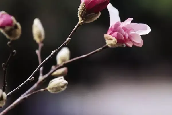 Magnolia- Leonard Messel Magnolia