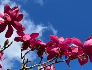 Magnolia – Vulcan