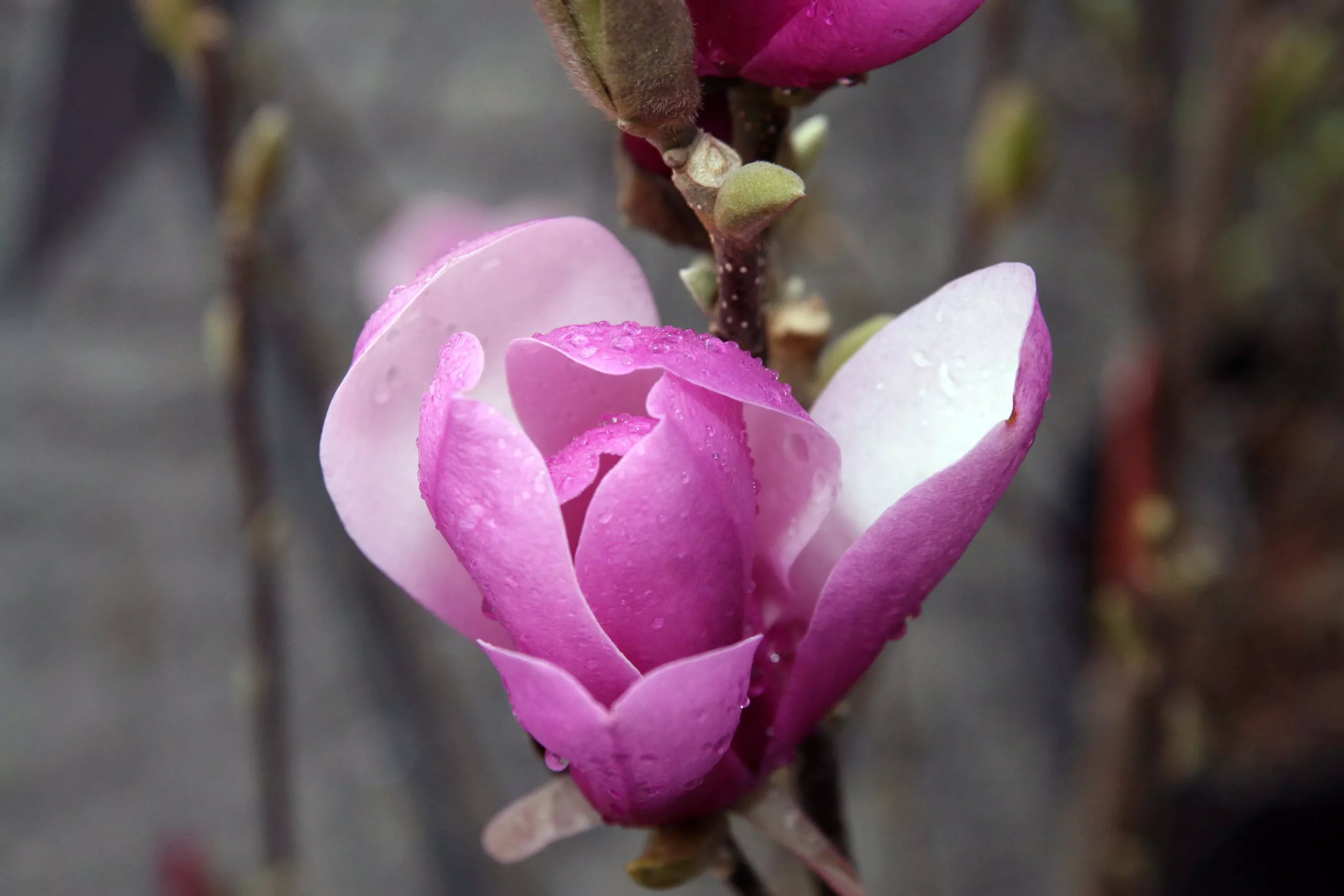 Magnolia x soul Alexandrina #2