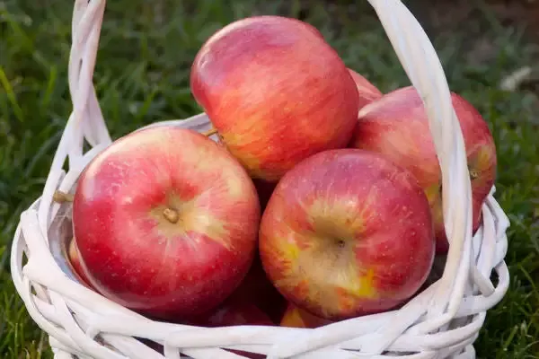 Malus – Fireside Apple – 5 Gallon