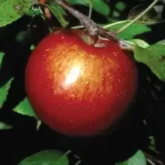 Malus – Haralson – 5 Gallon