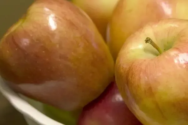 Malus – Honeycrisp Apple-10 Gallon