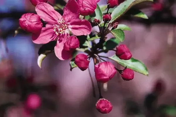 Malus- Prairifire Crabapple #25