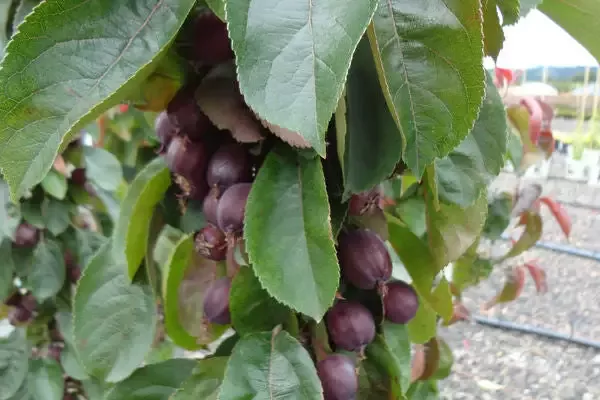 Malus- Red Splendor Crabapple – 25 Gallon
