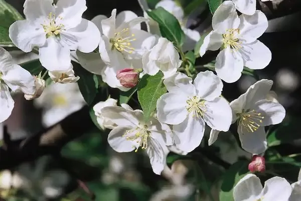 Malus- Snowdrift Crab Tree-White 7 Gal