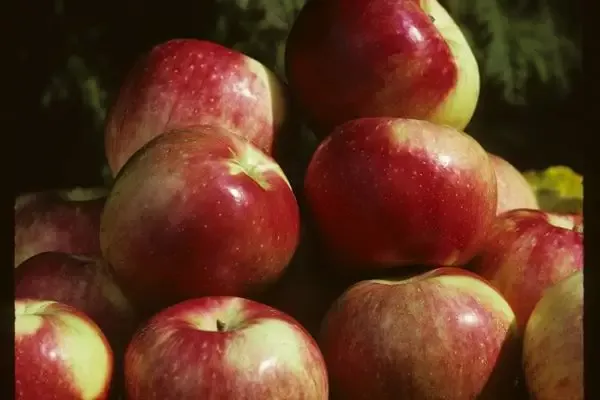 Malus – Zestar Apple – 5 Gallon