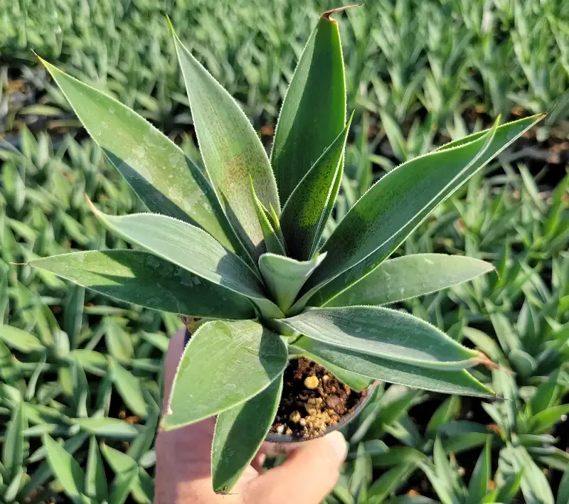 Mangave ‘Lavender Lady’