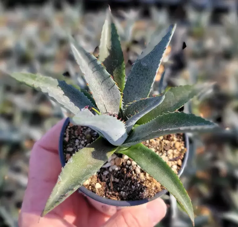 Mangave ‘Tooth Fairy’