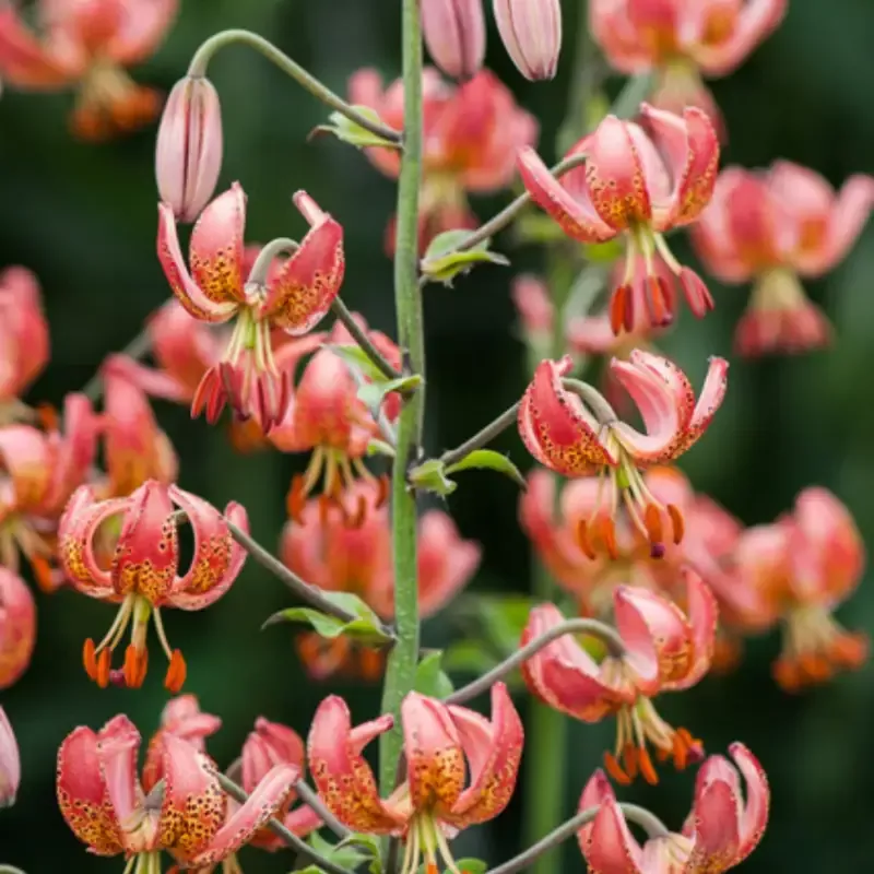 ‘Manitoba Morning’ Martagon Lily (Lilium)