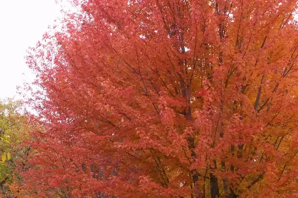 Maple- Autumn Blaze Maple 10 Gallon-1″