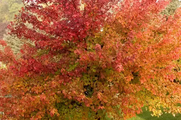 Maple- Burgundy Belle Maple