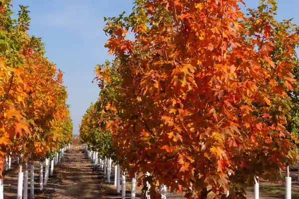Maple- Fall Fiesta Sugar Maple-25 Gallon : 1-1/4″