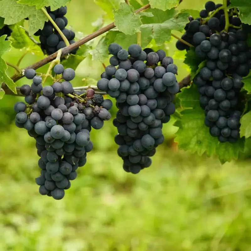 Marechal Foch – Grapes for Red wine